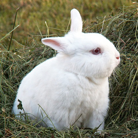 白いウサギアイコン 可愛いウサギ写真 Twitter