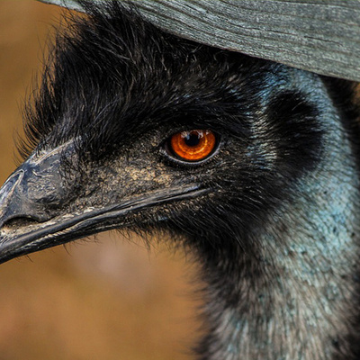 発生 メンタル 上記の頭と肩 かっこいい 動物 写真 嬉しいです 矢印 困惑する