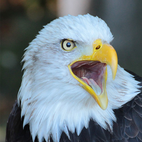 人気のダウンロード 鳥 かっこいい