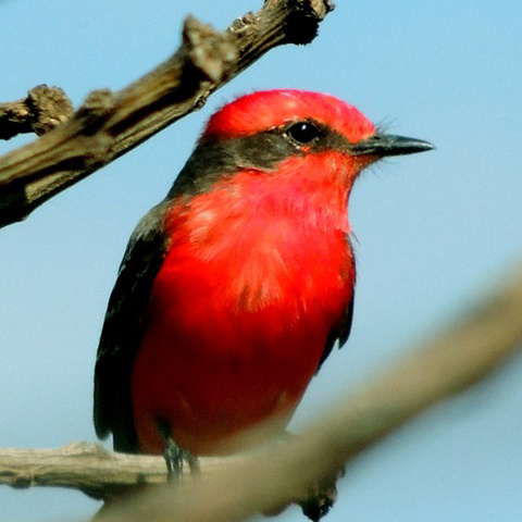赤い鳥アイコン 綺麗な鳥写真 Line