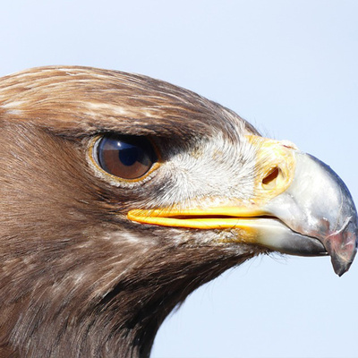 鷹かワシ 鳥 アイコン 鷹かワシの横顔写真 Line