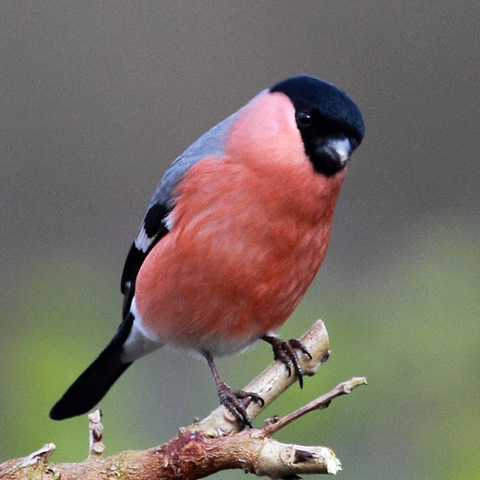 桃色の鳥アイコン ピンク色の鳥写真 Line