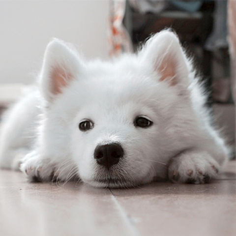 Twitter 犬写真 白 アイコン 白い可愛い犬