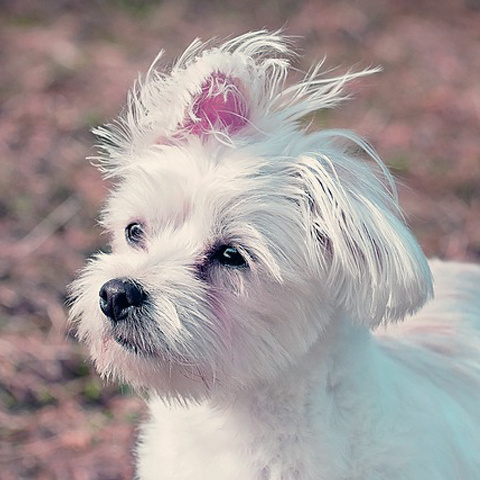 Twitter かわいい犬アイコン オシャレ犬