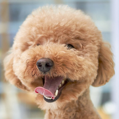Twitter 犬の笑顔アイコン 笑顔写真 犬