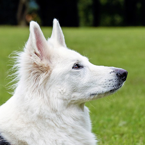 Twitter 綺麗な犬アイコン 綺麗な横顔 犬