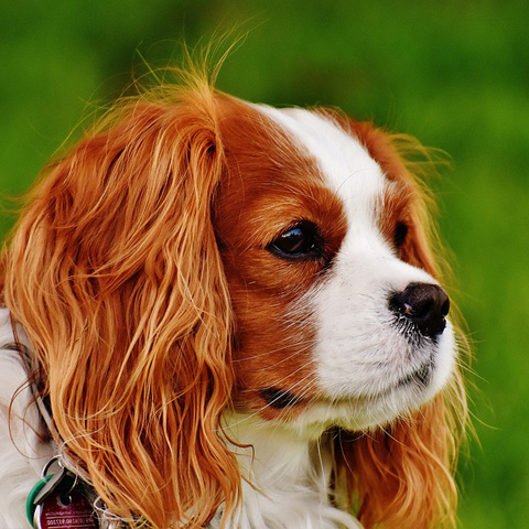 Twitter かわいい犬写真アイコン 可愛い横顔 イヌ