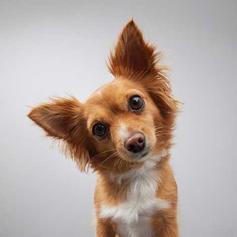 Twitter 写真撮影 犬 アイコン 犬 かわいい顔