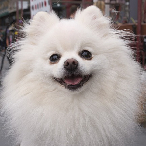 Twitter 可愛い犬アイコン もふもふワンコ