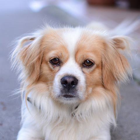 Twitter 見つめる犬アイコン かわいい犬写真