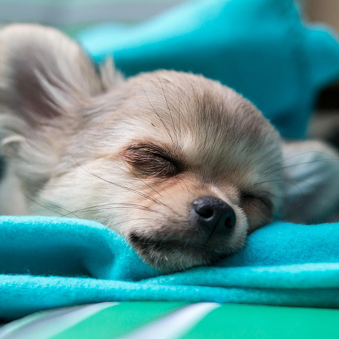 Twitter 可愛く眠る犬アイコン かわいい犬 寝顔
