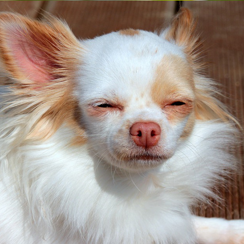 Twitter 眩しい顔 犬 アイコン 犬写真
