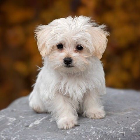 プロフィール 白い犬写真 可愛い犬 おすわり