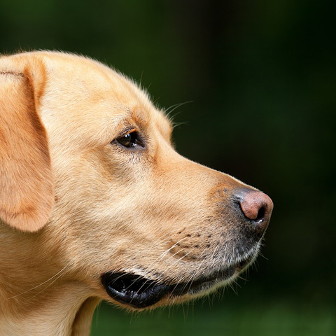 プロフィール 高画質な犬アイコン 綺麗な横顔 犬