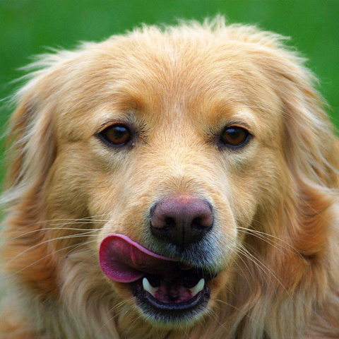 プロフィール写真 動物 犬 犬の表情撮影