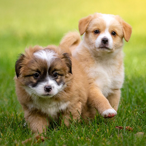 プロフィール写真 かわいい子犬 ２匹 子犬の散歩