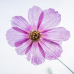 花アイコン ダリア 薔薇 チューリップ 綺麗な花写真