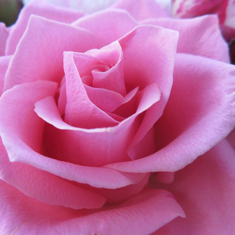 写真アイコン バラの花写真 ピンク色の薔薇アイコン