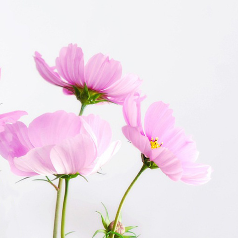 写真アイコン かわいい花写真 コスモス 花