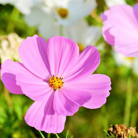 写真アイコン コスモス写真 かわいい色 花