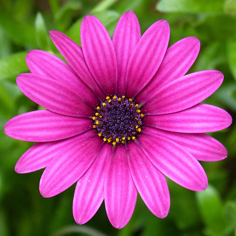 アイコン 紫色の花写真 高画質の花