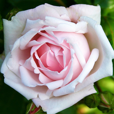 アイコン きれいな薔薇写真 美しいバラ