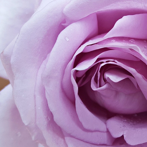 アイコン 高画質バラ写真 花びら 薔薇