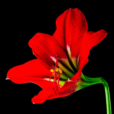 赤い花のアイコン 大きな赤いユリ写真 アイコン