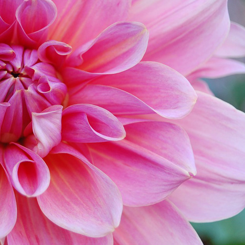 アイコン 美しい花 Dahlia 写真 綺麗なダリア