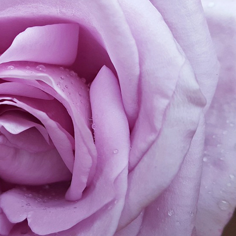アイコン 紫色の薔薇写真 オシャレな花