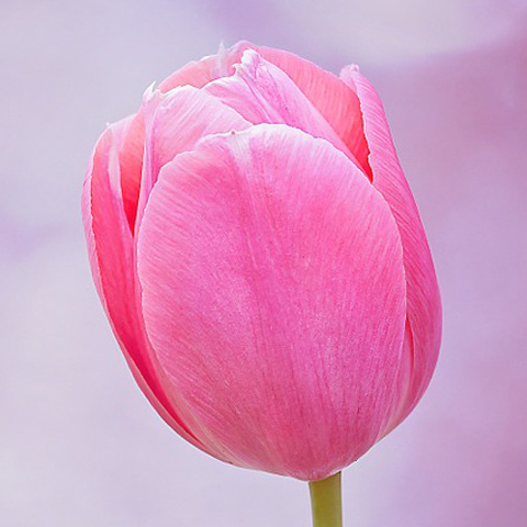 美しい花の画像 元のかわいい Line アイコン 花 画像