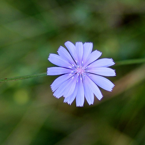 小さな花アイコン 可愛い花 紫 写真 アイコン