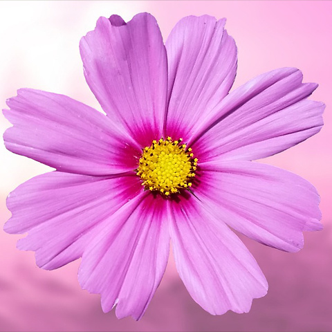 すべての美しい花の画像 これまでで最高のline アイコン 花 画像