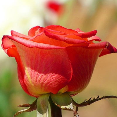 赤いバラのアイコン 高画質なバラ写真 アイコン