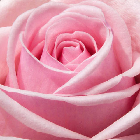 綺麗かわいい薔薇のアイコン ピンク色のバラ写真 アイコン