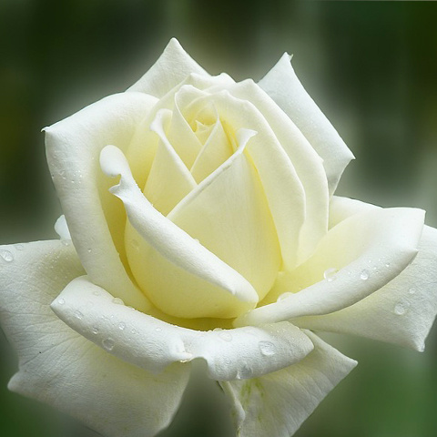 白いバラ 花 のアイコン 光るような白薔薇写真 アイコン