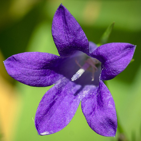可愛い花 紫 のアイコン 紫色の花写真 アイコン