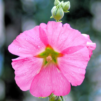 ピンク色花アイコン ピンク色の花写真 アイコン