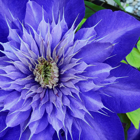青い花写真 かっこいい花ツイッター アイコン
