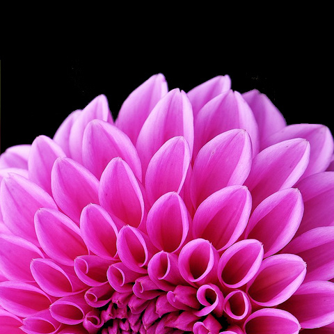 クールな花写真 かっこいい花デザイン 写真アイコン