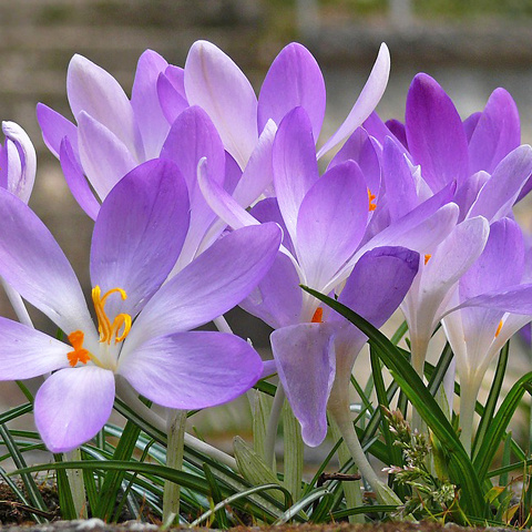 かわいい花画像 紫色の花 群 写真アイコン