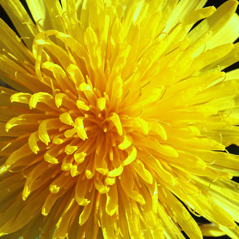 黄色い花 花びら 黄色 写真 アイコン