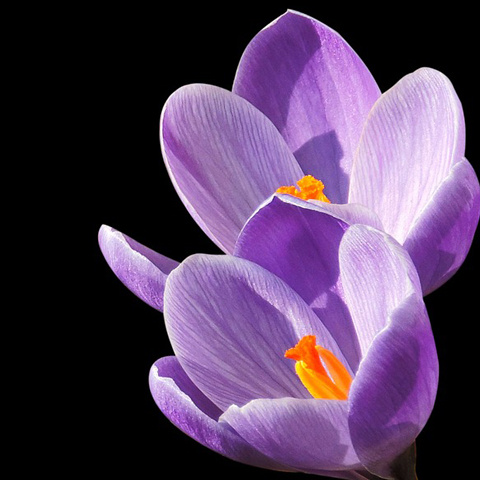 高画質な花で自己紹介 紫色の花 アイコン