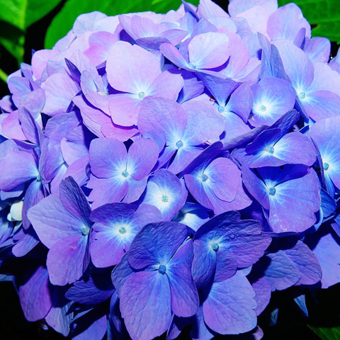 かっこいい花 紫陽花 のアイコン 光って見えるアジサイ写真