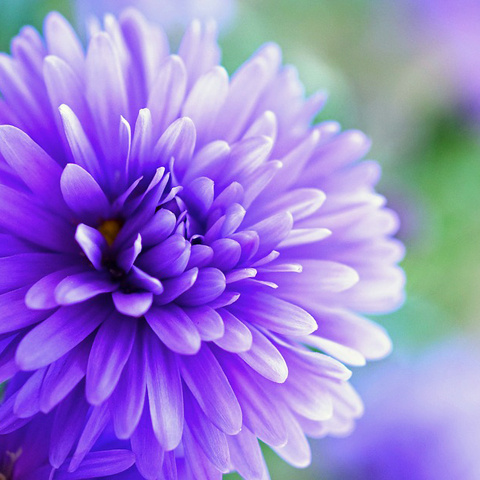 紫色の花びら 綺麗な花 紫 写真アイコン