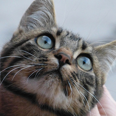 かわいい猫で自己紹介 ねこ写真 あくび 子猫 威嚇 プロフィール登録