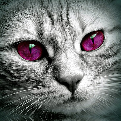 Twitter 綺麗な目のネコアイコン 綺麗な赤い目の猫