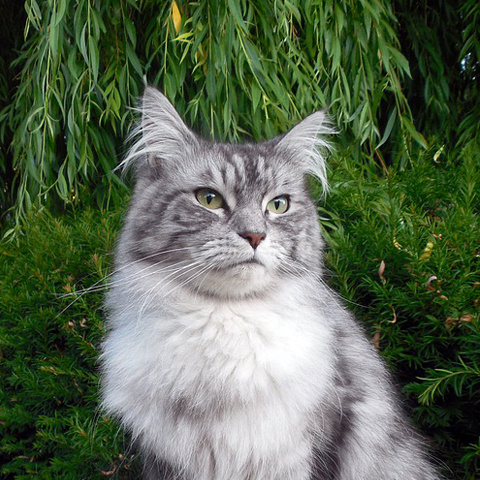 Twitter 風格のある猫アイコン かっこいい猫