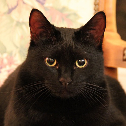 Twitter 黒猫 正面 アイコン 見つめる黒猫
