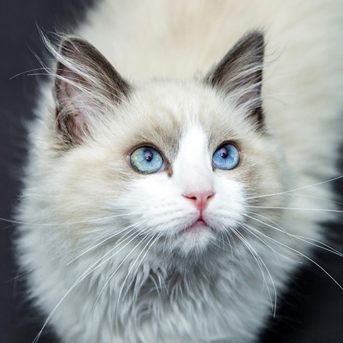 プロフィール 綺麗な白猫アイコン もふもふ白猫